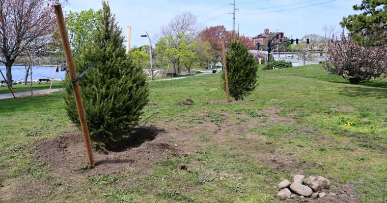New trees planted in the park !